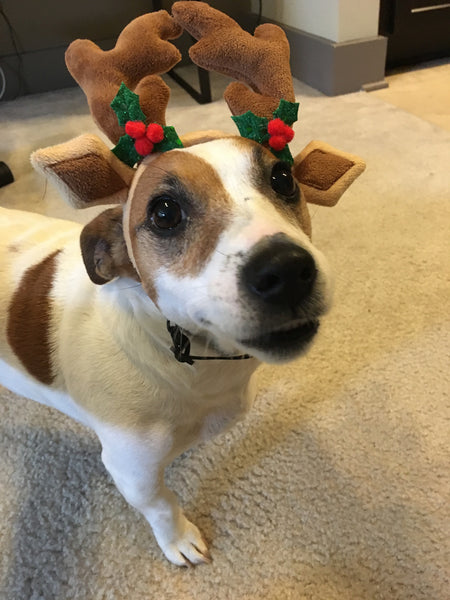 Dog Reindeer Antlers